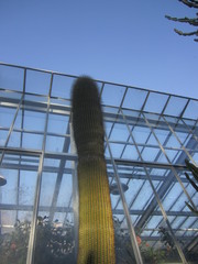 Cephalocereus polylophus