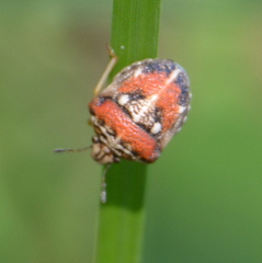 Bolbocoris rufus