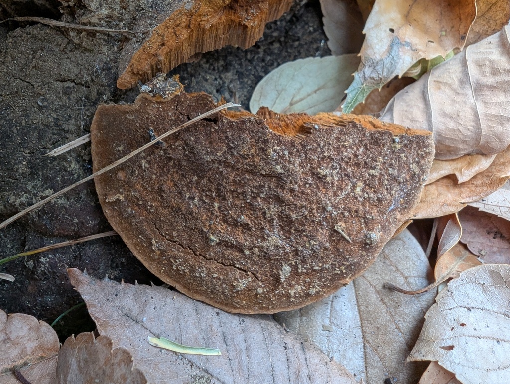 Fuscoporia gilva · December 2025 · photo: © atsushi_nakajima_cirque (iNaturalist, cc-by)
