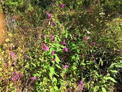 Salvia iodantha