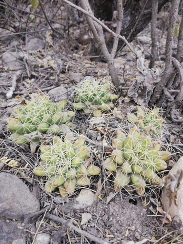 Mammillaria longimamma