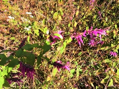 Salvia iodantha