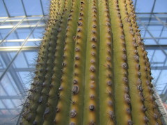 Cephalocereus polylophus