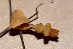 Dystacta alticeps