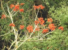 Erythrina variegata