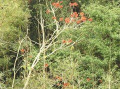Erythrina variegata