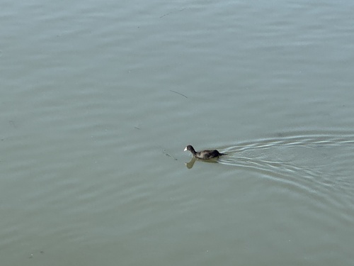 Eurasian Coot