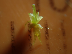 Oberonia falcata