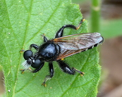 Laxenecera albicincta