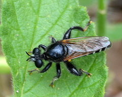 Laxenecera albicincta
