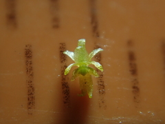 Oberonia falcata