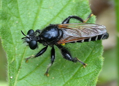 Laxenecera albicincta