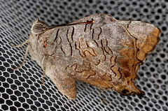 Ogyris genoveva