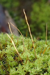 Syntrichia virescens