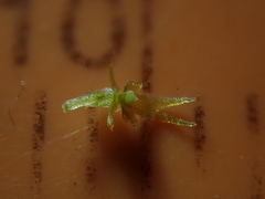 Oberonia falcata