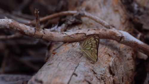 Great Southern White