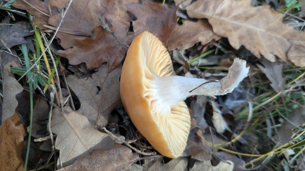 Cuphophyllus pratensis · December 2025 · photo: © trizen (iNaturalist, cc0)
