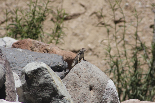 Jalapa Spiny Lizard, Sceloporus jalapae