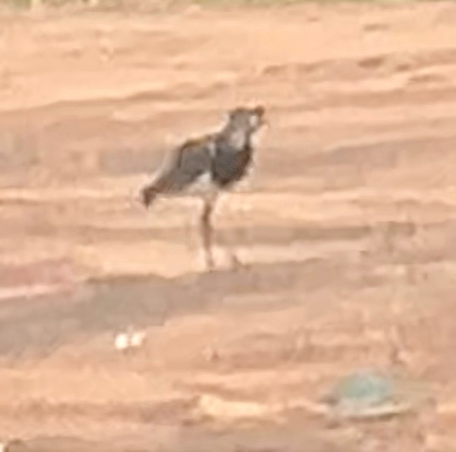 Southern Lapwing