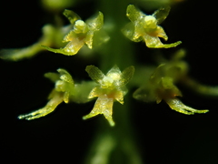 Oberonia falcata