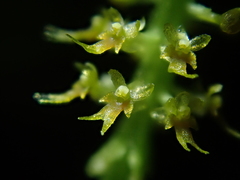 Oberonia falcata