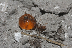 Myrmecocystus