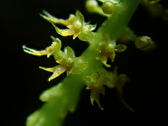 Oberonia falcata