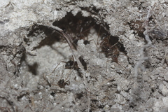 Myrmecocystus