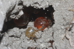 Myrmecocystus
