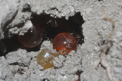 Myrmecocystus