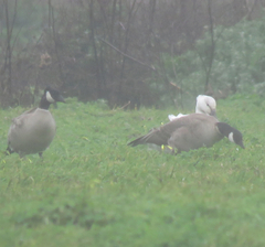 Branta hutchinsii leucopareia