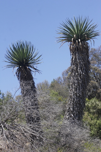 Furcraea longaeva