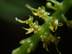 Oberonia falcata