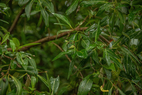 Avicennia alba (Avicennia alba)