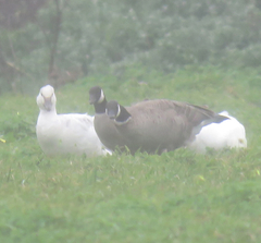 Branta hutchinsii leucopareia