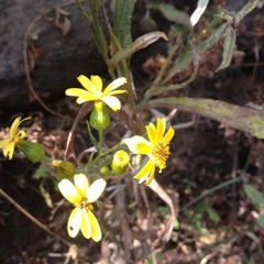 Senecio prionopterus