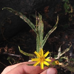 Senecio prionopterus