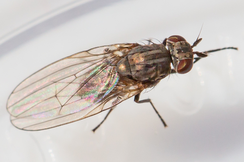 Unknown species found near Bucks County, PA, USA