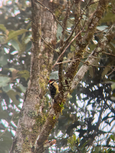Philippine Pygmy Woodpecker