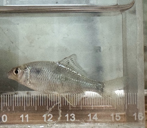 Grootvin-bittervoorn (Acheilognathus macropterus) — Cyprinidae — 4