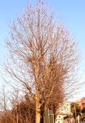 Platanus