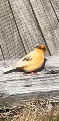 Serinus canaria domesticus