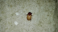 Cyclocephala melanocephala