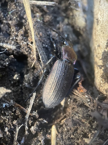 Carabus morbillosus