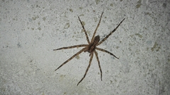 Acanthoctenus