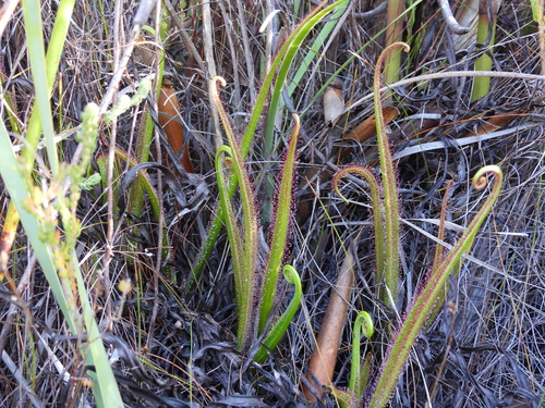 King Sundew (Drosera regia)