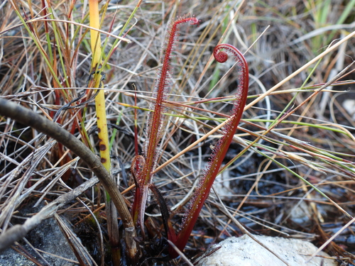 Drosera regia
