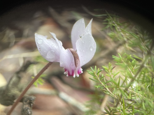 African cyclamen