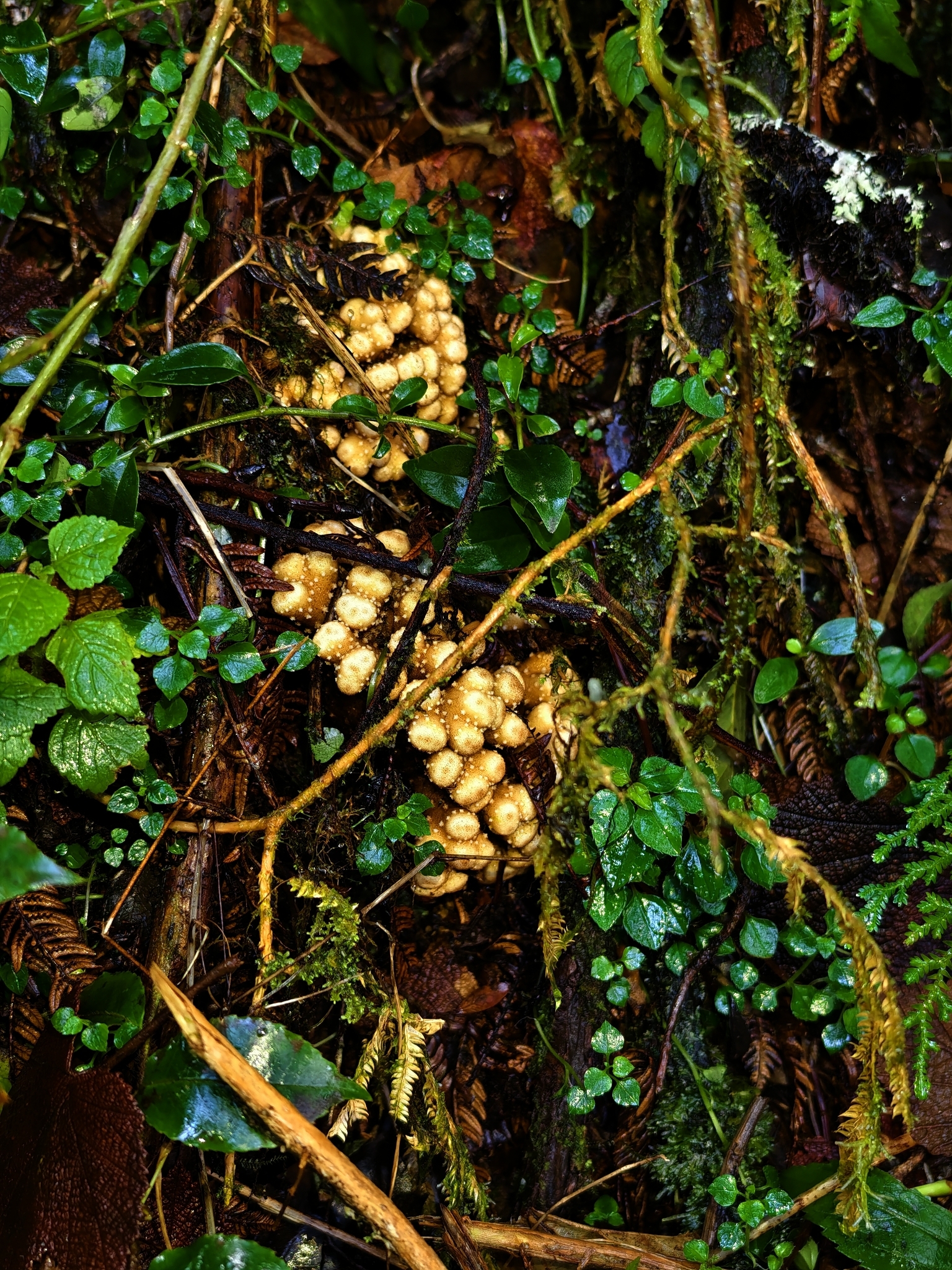 Balanophora coralliformis