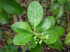 Erithalis odorifera